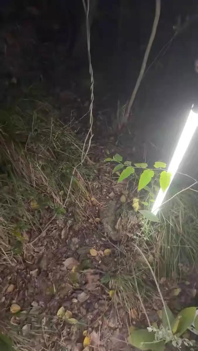 Glowing Hiking Pole photo review